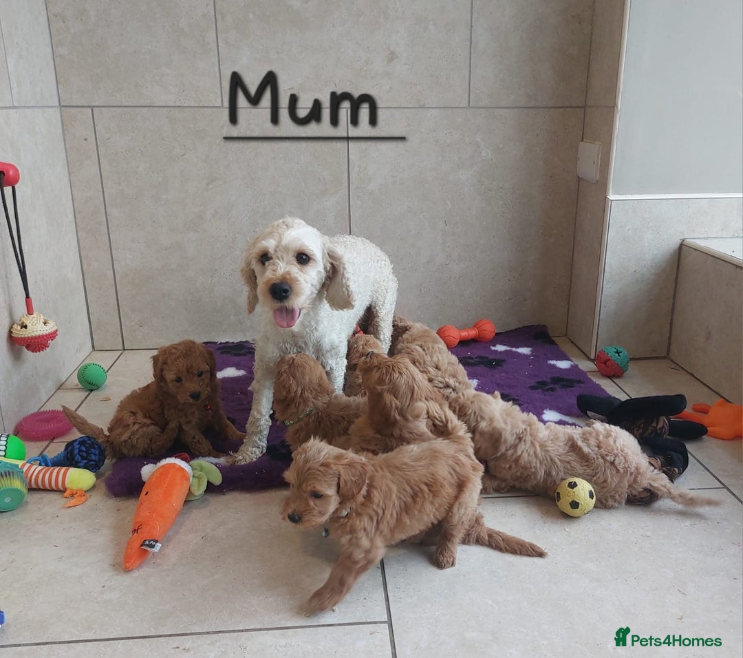 Cavachon dogs for sale: Cavapoochon puppies 🥰 - Advert 3