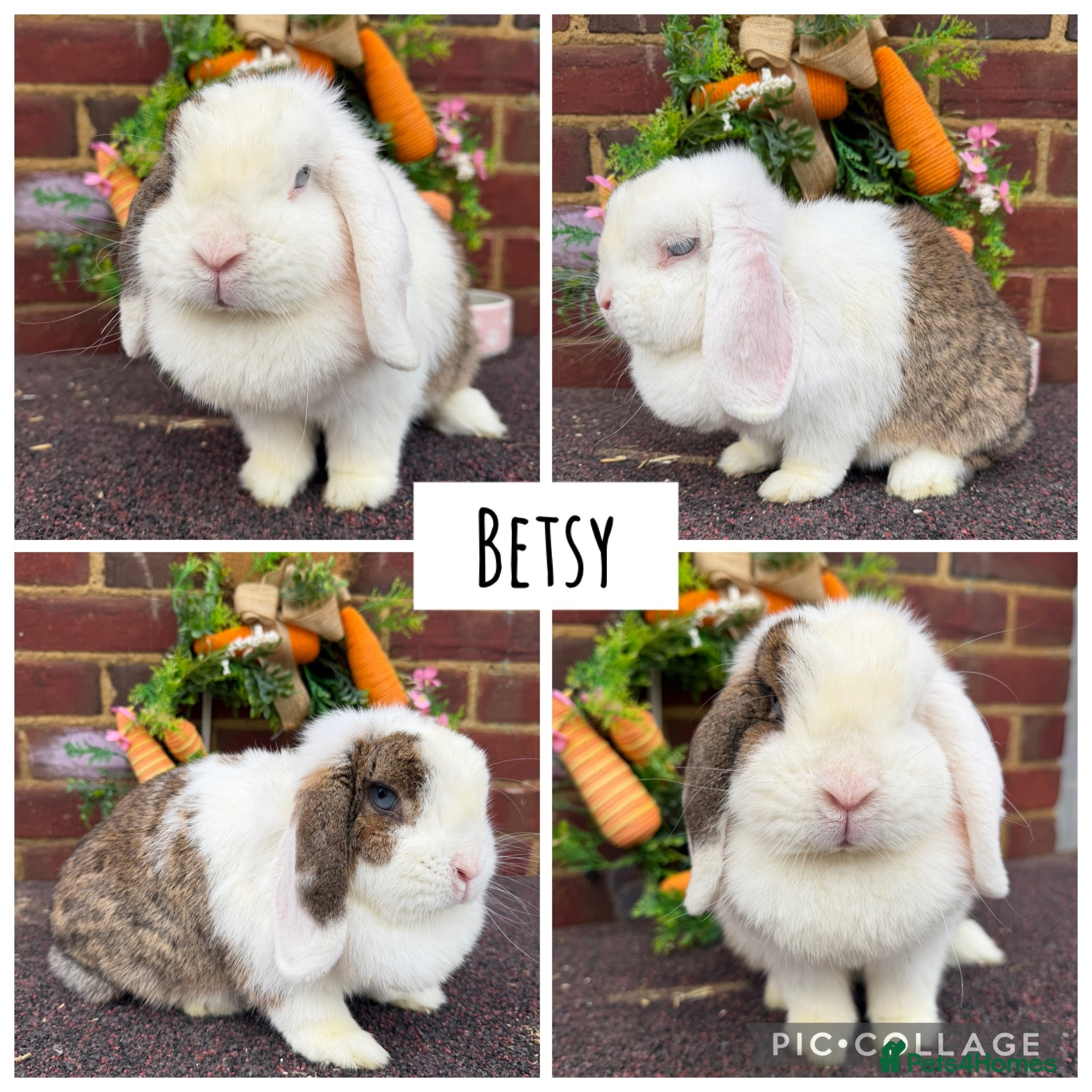 Mini Lop rabbits Pure bred mini lops  - Advert 1