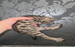 Bengal cats for sale: Bengal Cross Kittens - Image 9