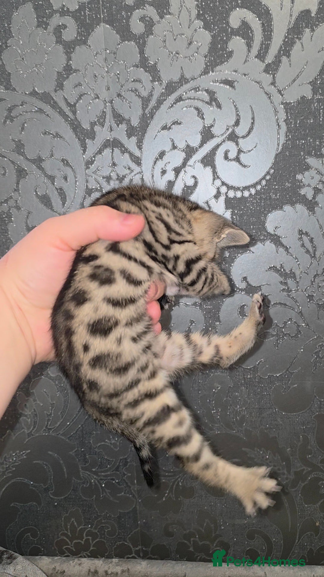 Bengal cats for sale: Bengal Cross Kittens - Image 9