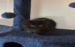 British Longhair cats for sale: 1 x British Long Hair & 2 x British Short Hair - Image 5