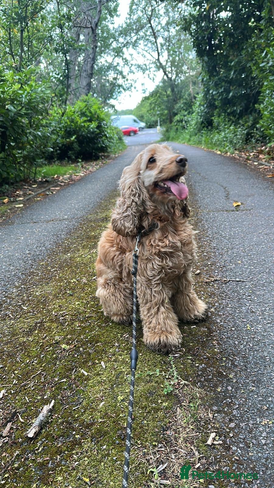 Cocker Spaniel dogs Golden working cocker spinel  - Advert 1
