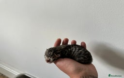 Mixed Breed cats for sale: Beautiful grey tabby kitten girl boy ragdoll cross - Image 3