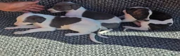 Whippet dogs for sale: Whippet puppies  in Tonbridge - Advert 7