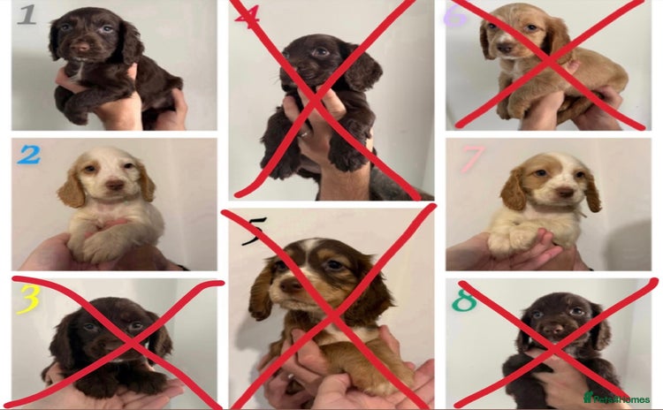 Sprocker dogs 3 Sprocker puppies left and ready now !  - Advert 6