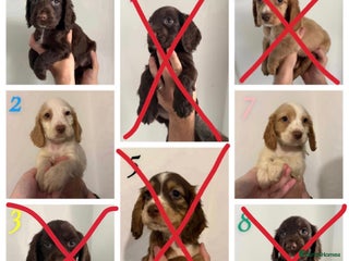 Sprocker dogs 3 Sprocker puppies left and ready now ! - Advert 5