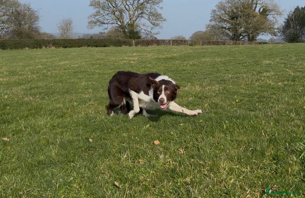 Border Collie dogs Two red & white ISDS registered male pups - Advert 1