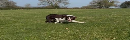 Border Collie dogs for sale: Two red & white ISDS registered male pups in Stone - Advert 1