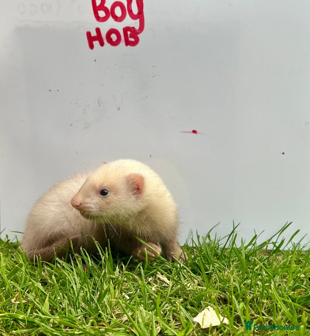 Ferret rodents for sale: Mixed Young Ferrets 10-12 weeks old  - Image 3
