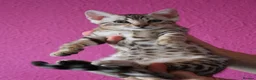 Bengal cats for sale: STUNNING SILVER MALE BENGAL CUB - Advert 10