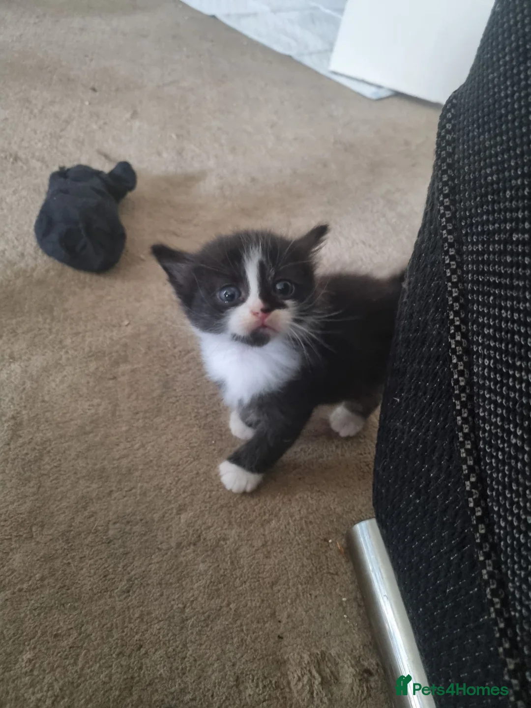 Mixed Breed cats for sale: 1 boy kitten for sale  in Motherwell - Advert 4