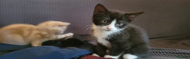 Tuxedo boy
