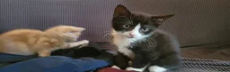 Mixed Breed cats for sale: Five Gorgeous Kittens Available! - Advert 24