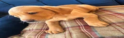 Labrador Retriever dogs for sale: STUNNING DARK YELLOW BOY, PASSED VET CHECK & READY - Advert 9