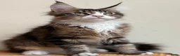 Maine Coon cats for sale: Beautiful Maine Coon kittens - Advert 5
