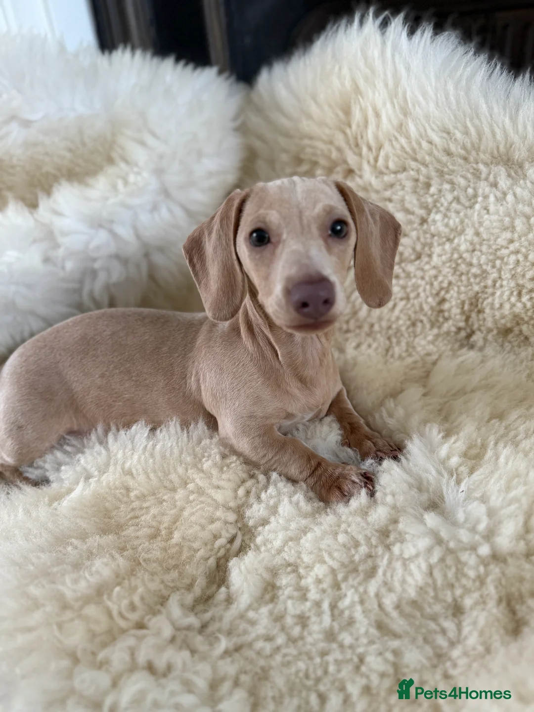 Miniature Dachshund dogs for sale: pure cream pink nose KC reg miniature dachshund  - Advert 1