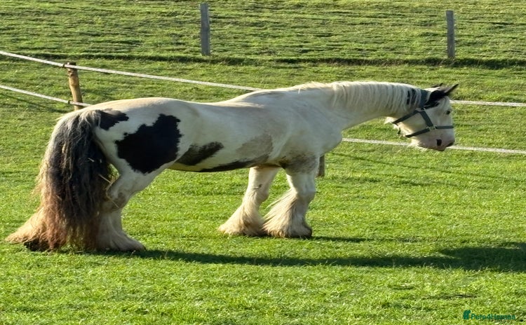 Irish Cob horses - Advert 4