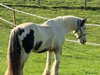Irish Cob horses - Advert 7