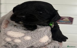 Cockapoo dogs for sale: Stunning cockapoo ready 21 December  - Advert 8