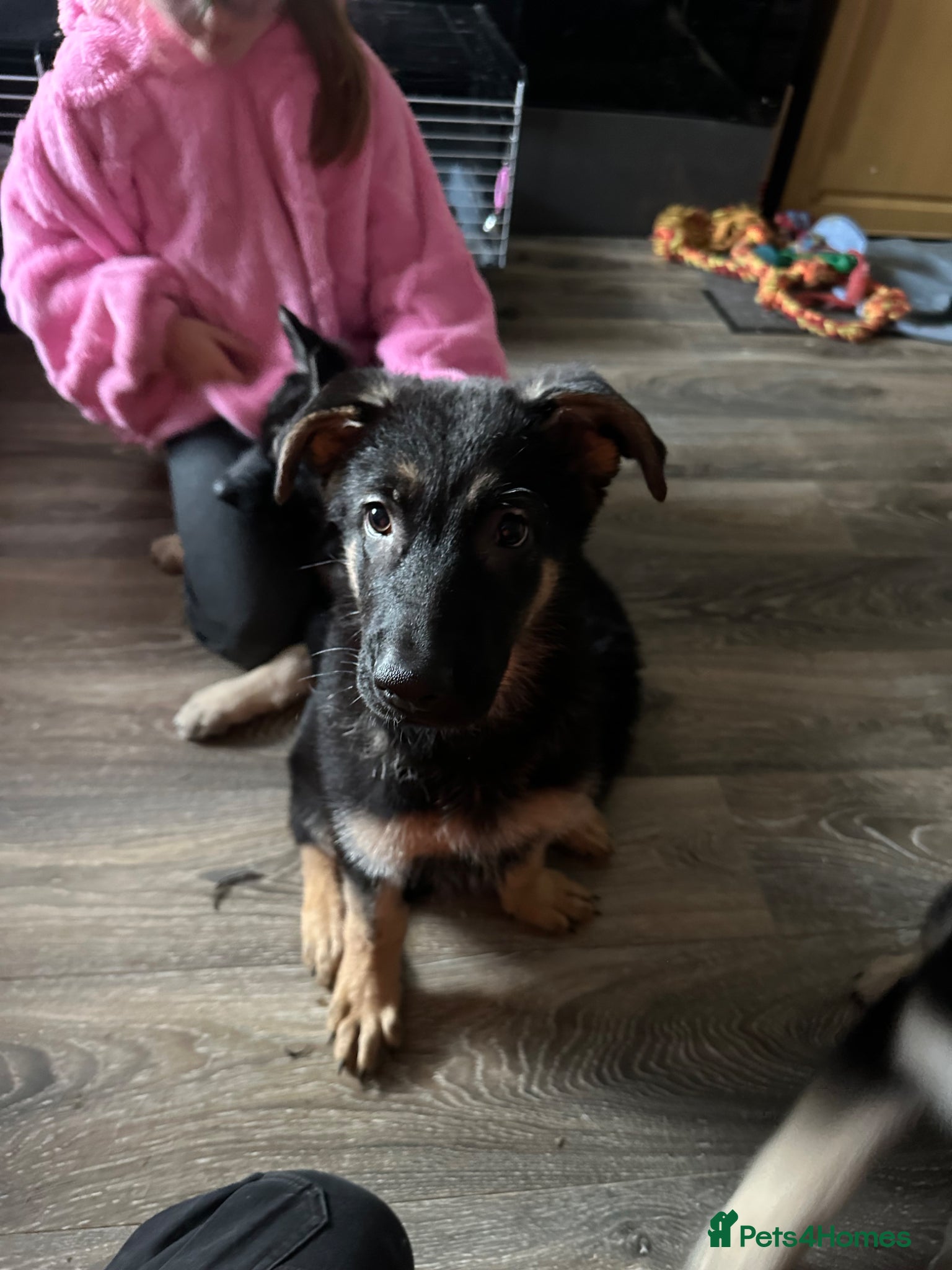German Shepherd dogs for sale: German shepherd  in Glasgow - Advert 6