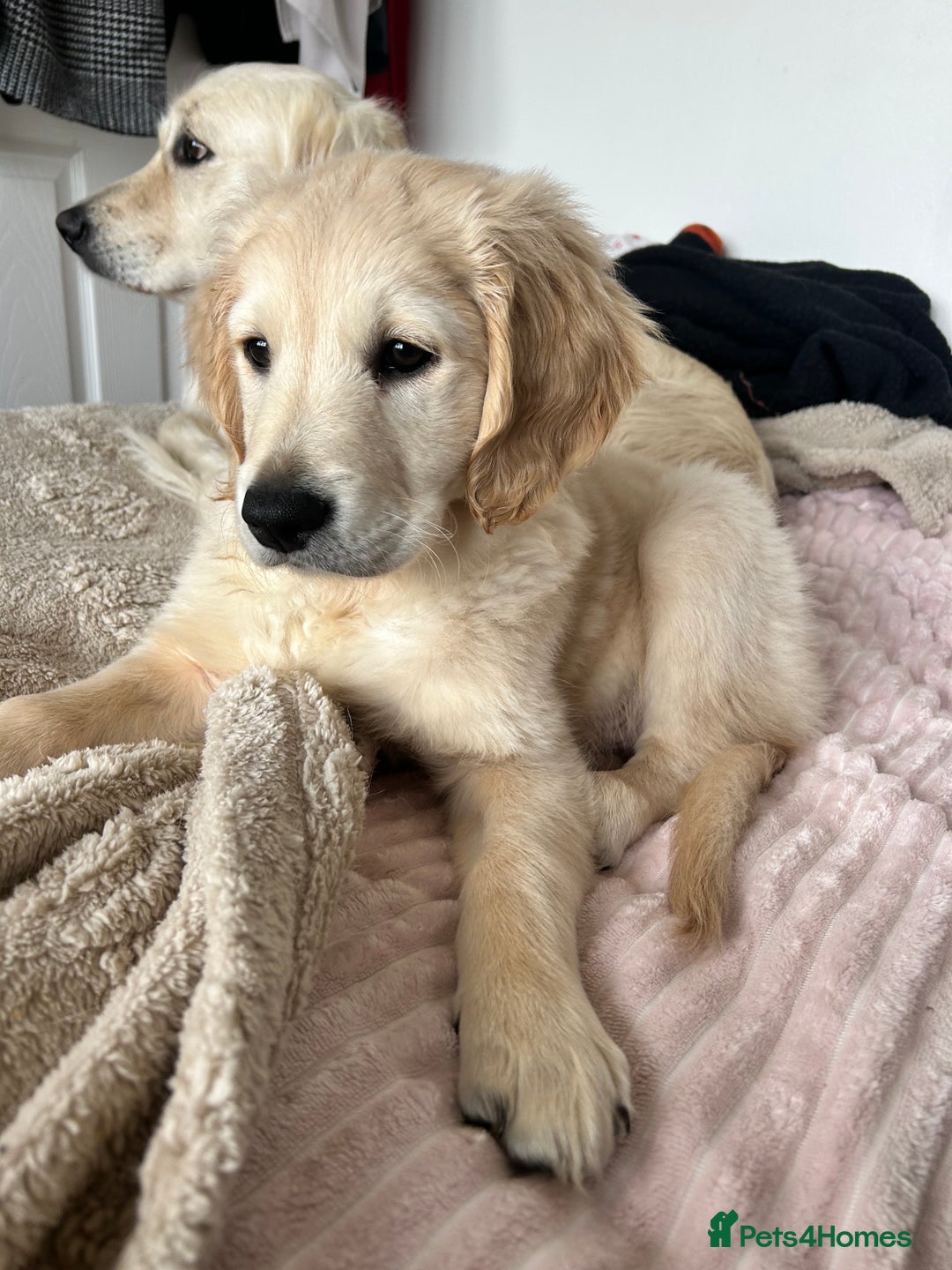 Golden Retriever dogs for sale: Golden retriever puppy  - Advert 3