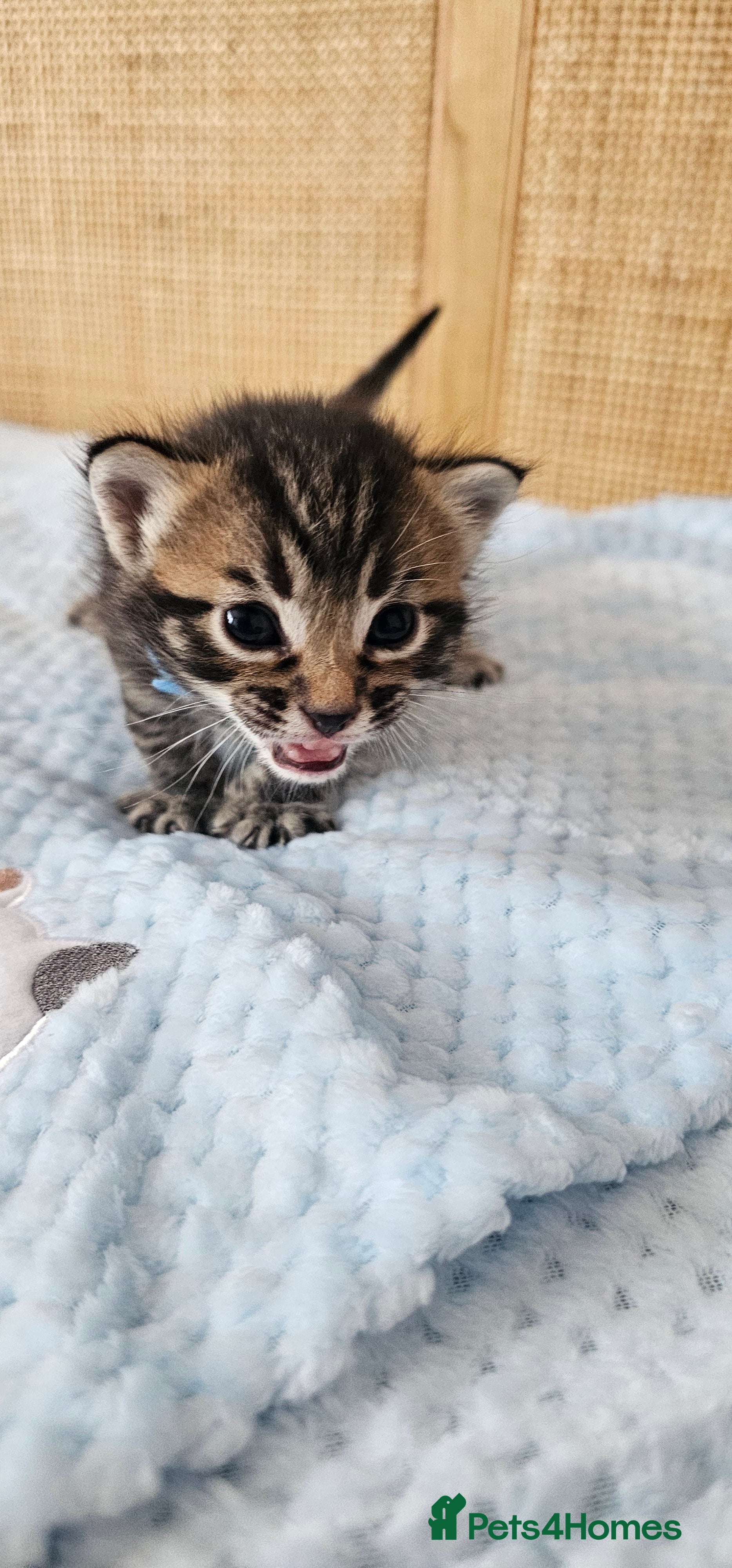 Mixed Breed cats for sale: Beautiful Bengal Mix Kittens - Advert 40