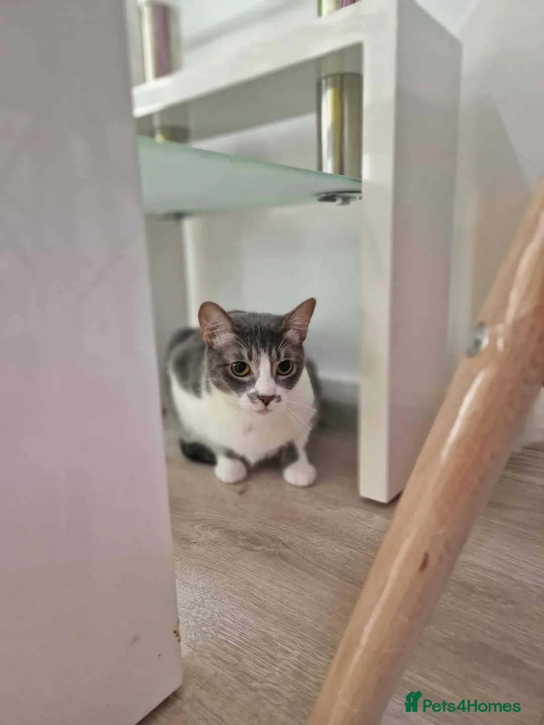 Mixed Breed cats for adoption: Mia for adoption in Doncaster - Advert 4