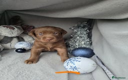 Labrador Retriever dogs for sale: Chunky cute lab pups for sale - Image 3