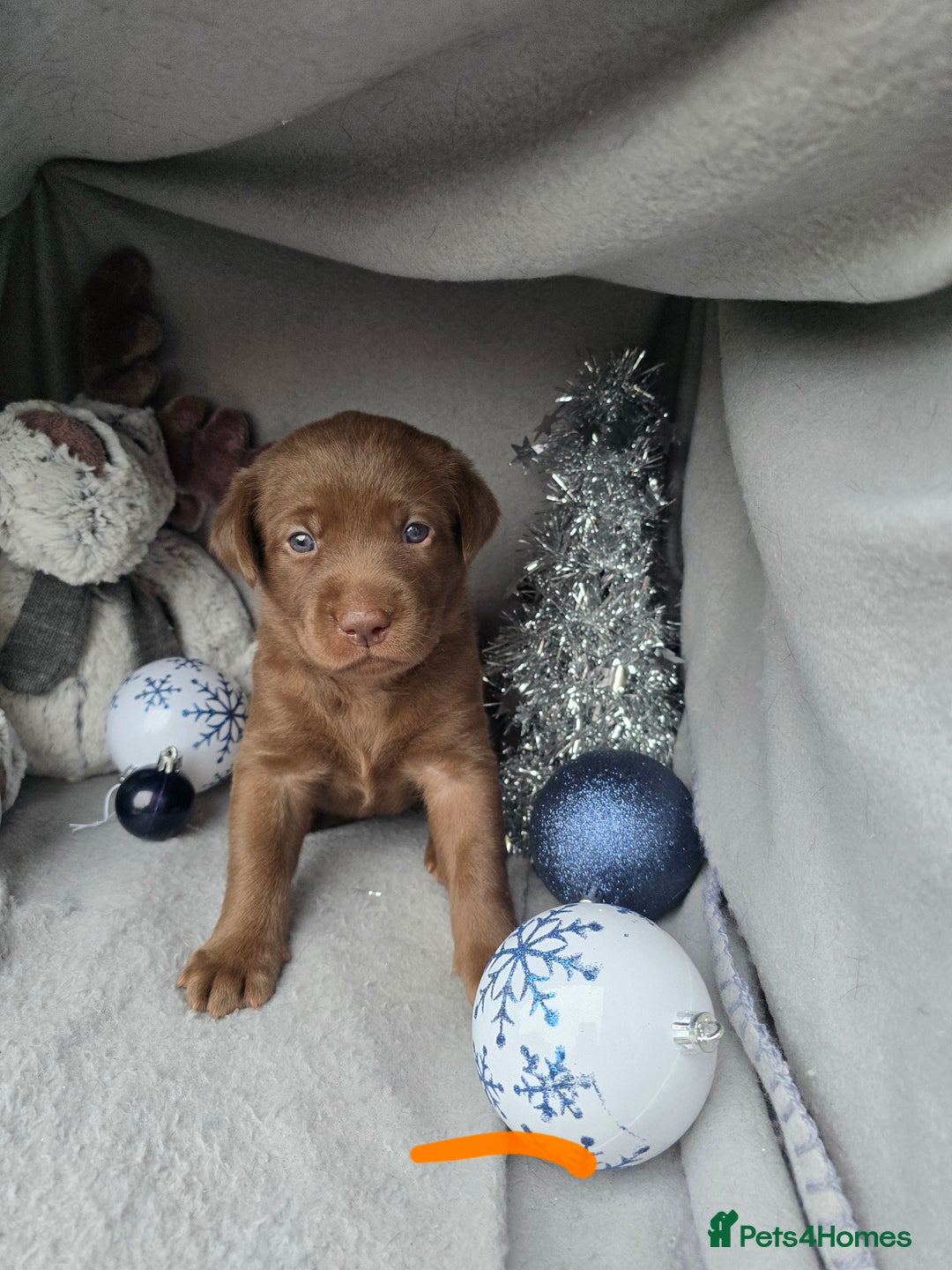 Labrador Retriever dogs for sale: Chunky cute lab pups for sale - Image 3