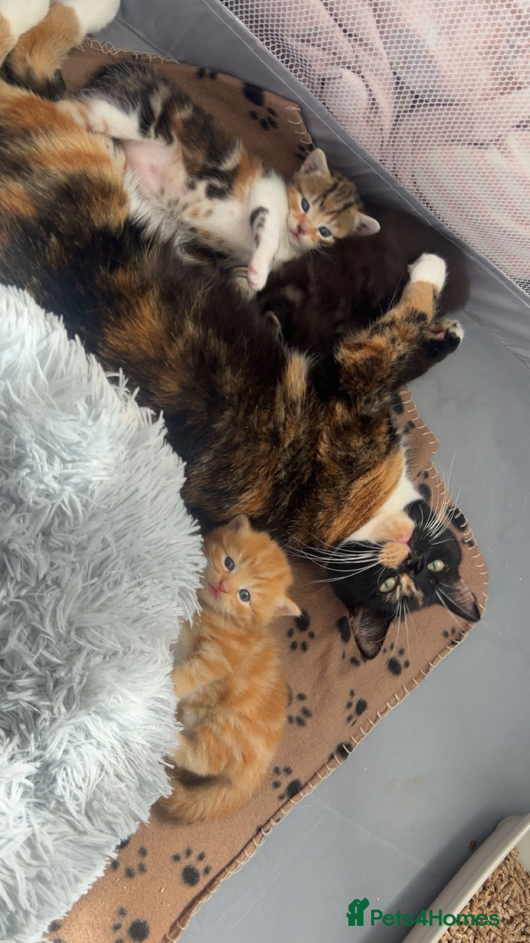 Domestic Shorthair cats for sale: 3 beautiful kittens!  - Image 8