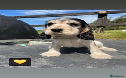 Cocker Spaniel dogs for sale: KC & H/tested Show Cocker Spaniels  - Image 6
