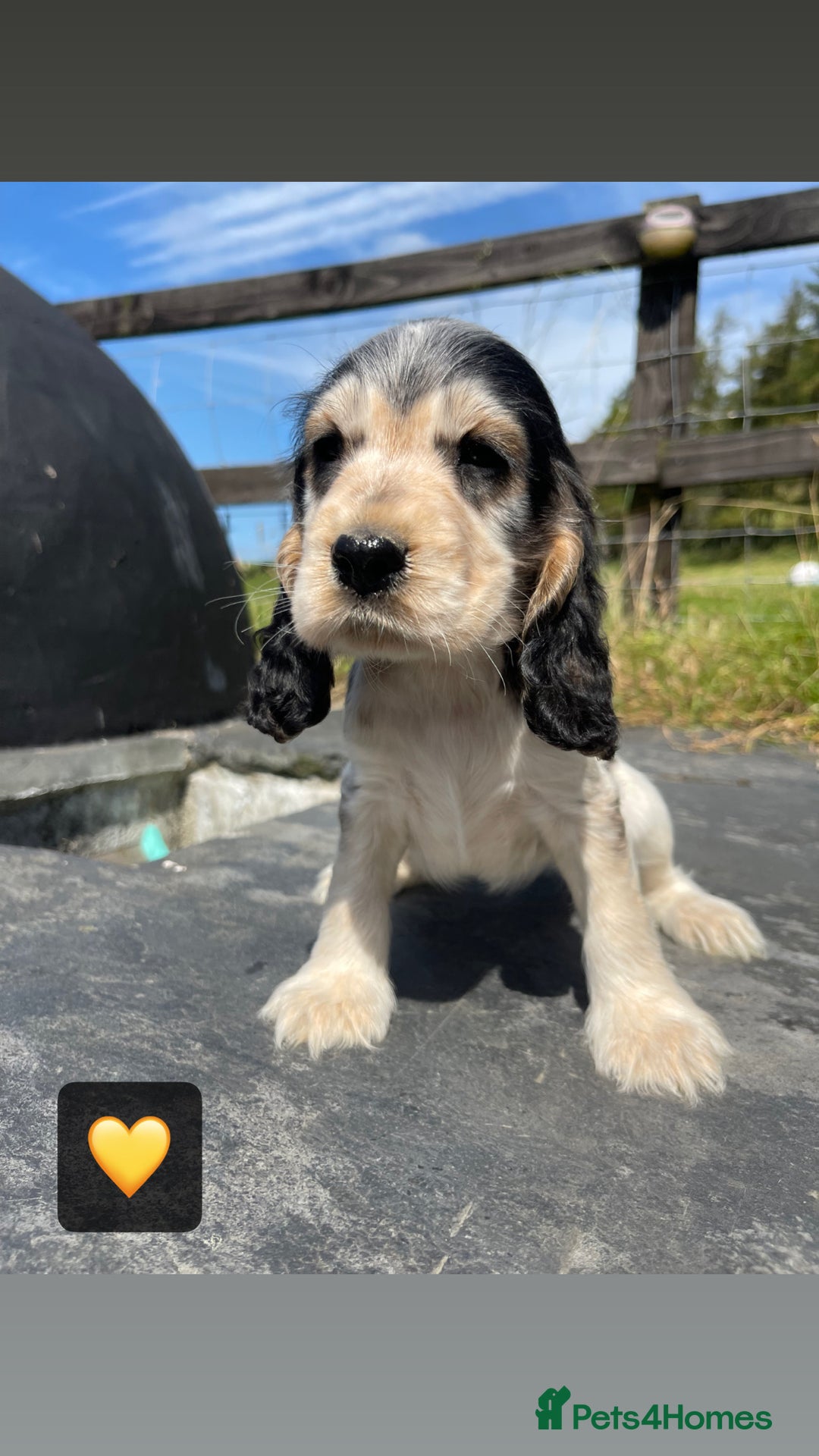 Cocker Spaniel dogs for sale: KC & H/tested Show Cocker Spaniels  - Image 6