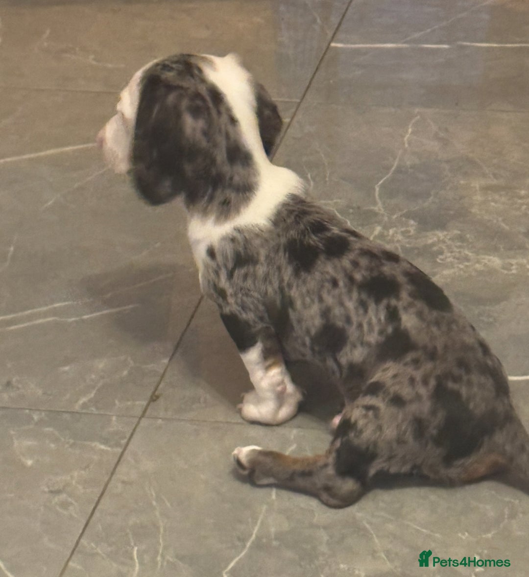 Miniature Dachshund dogs for sale: One adorable piebald male dachshund ready to go  - Advert 6