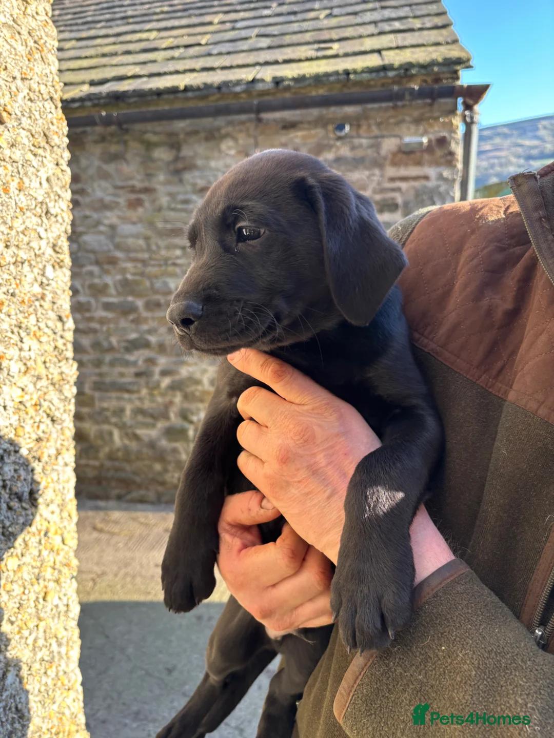 Labrador Retriever dogs for sale: Labrador pup for sale - Advert 3