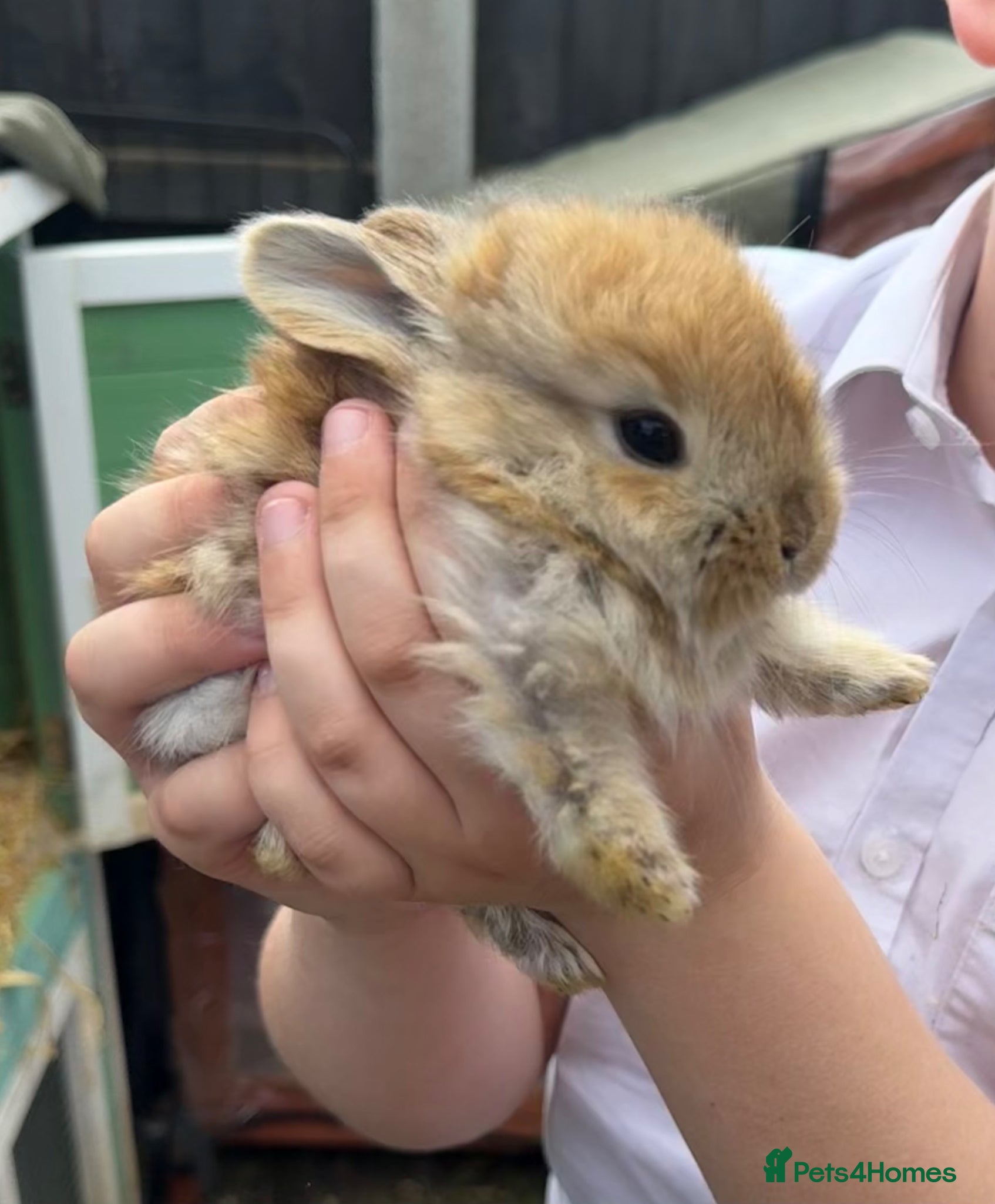 Continental Giant rabbits 5 x Continental X French lop Giants 🐰 Mixed Sexes - Advert 1