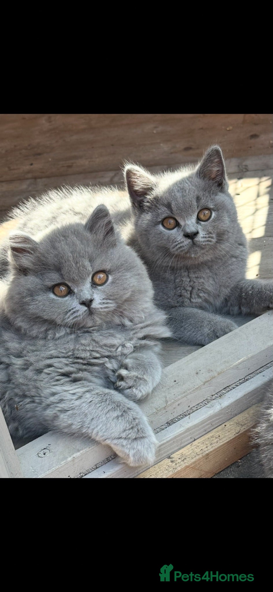 British Shorthair cats 5 Stunning BSH Blue and Lilac Kittens - Advert 1