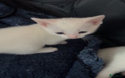Domestic Shorthair cats for sale: KITTENS FOR SALE  - Image 4
