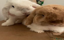 Mini Lop rabbits for sale: bonded mini lop pair, neutered, house rabbits  - Advert 2
