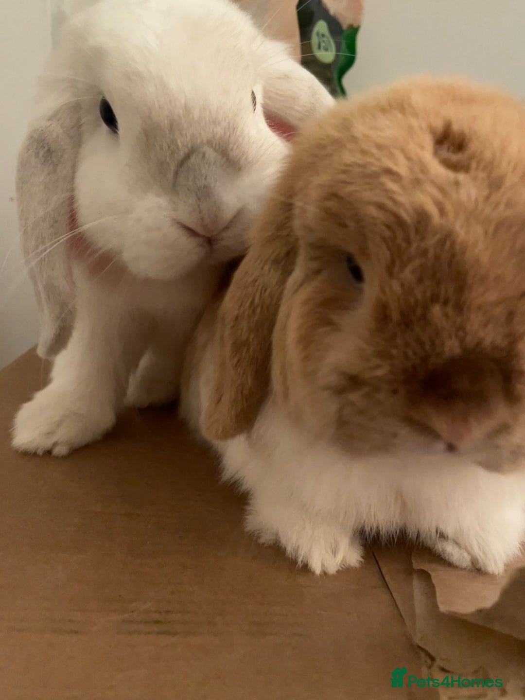 Mini Lop rabbits for sale: bonded mini lop pair, neutered, house rabbits  - Advert 2