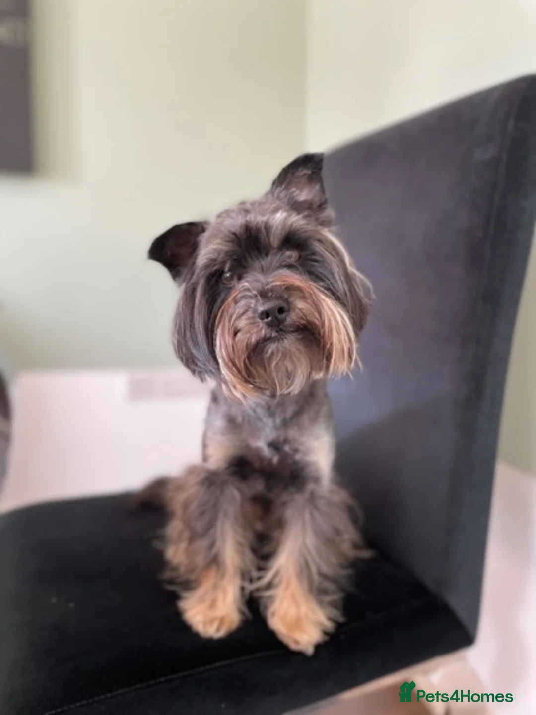 Yorkshire Terrier dogs for stud: Black yorkie for stud in Merthyr Tydfil - Advert 3