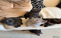 British Shorthair cats for sale: Rare black smoke British short hair kittens - Image 9