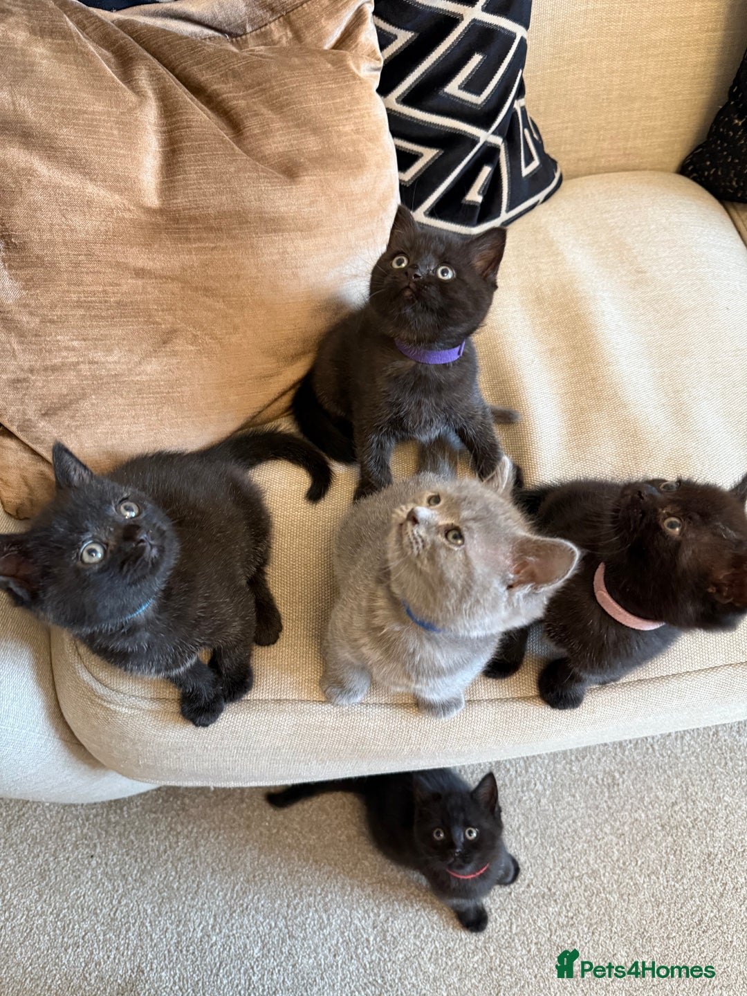 British Shorthair cats for sale: Rare black smoke British short hair kittens - Image 9