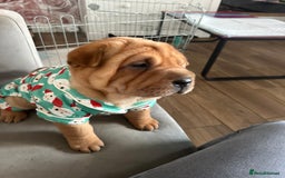 Shar Pei dogs for sale: Bear coat shar pei - Image 14
