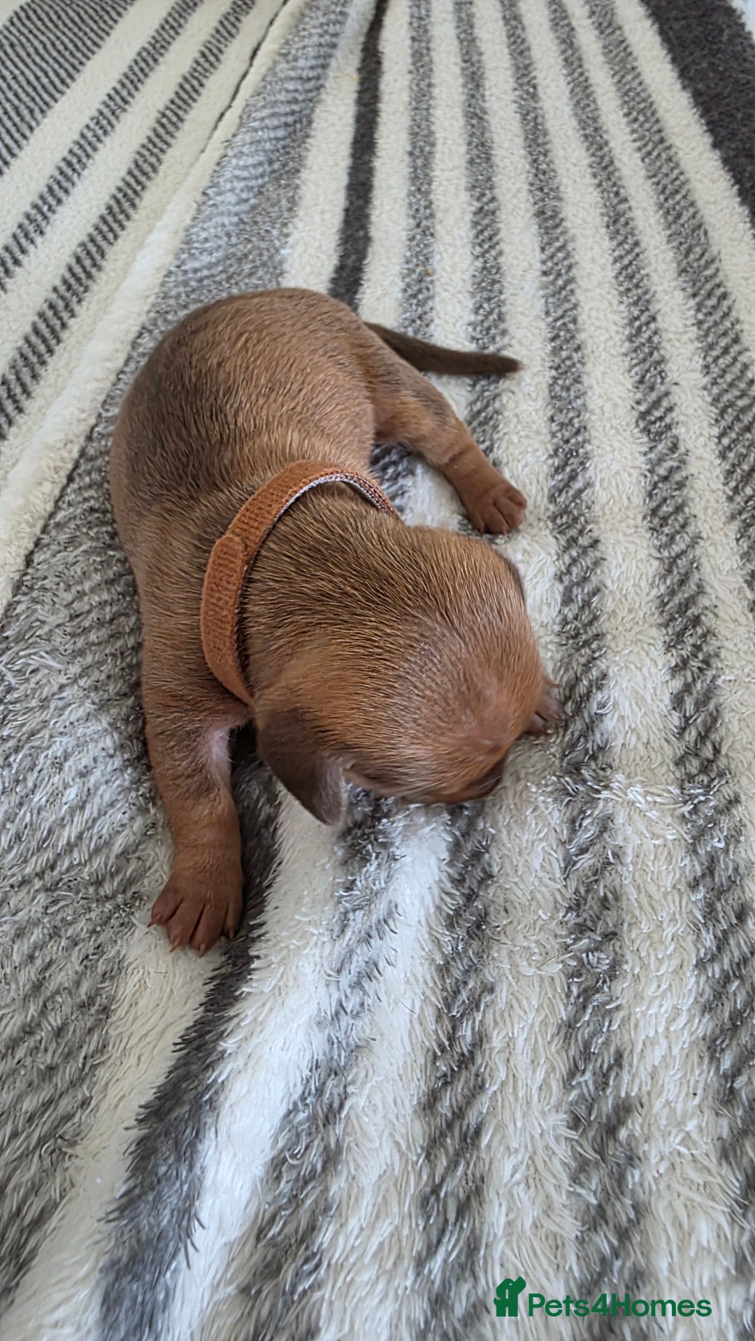 Dachshund dogs for sale: Dachshund tweenies for sale - Image 14