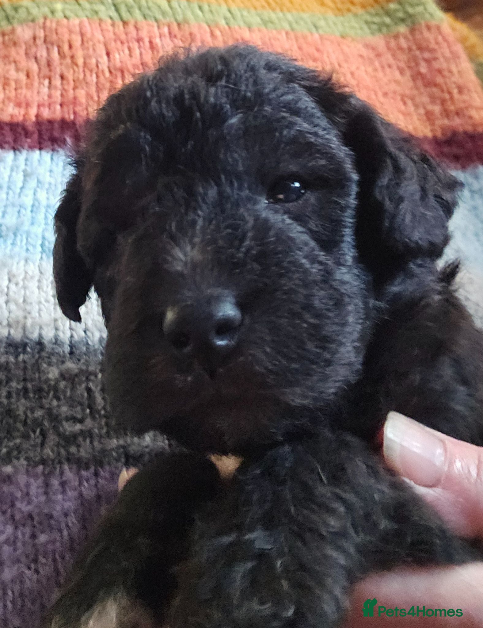 Bedlington Terrier dogs KC Registered Bedlington puppies - Advert 2