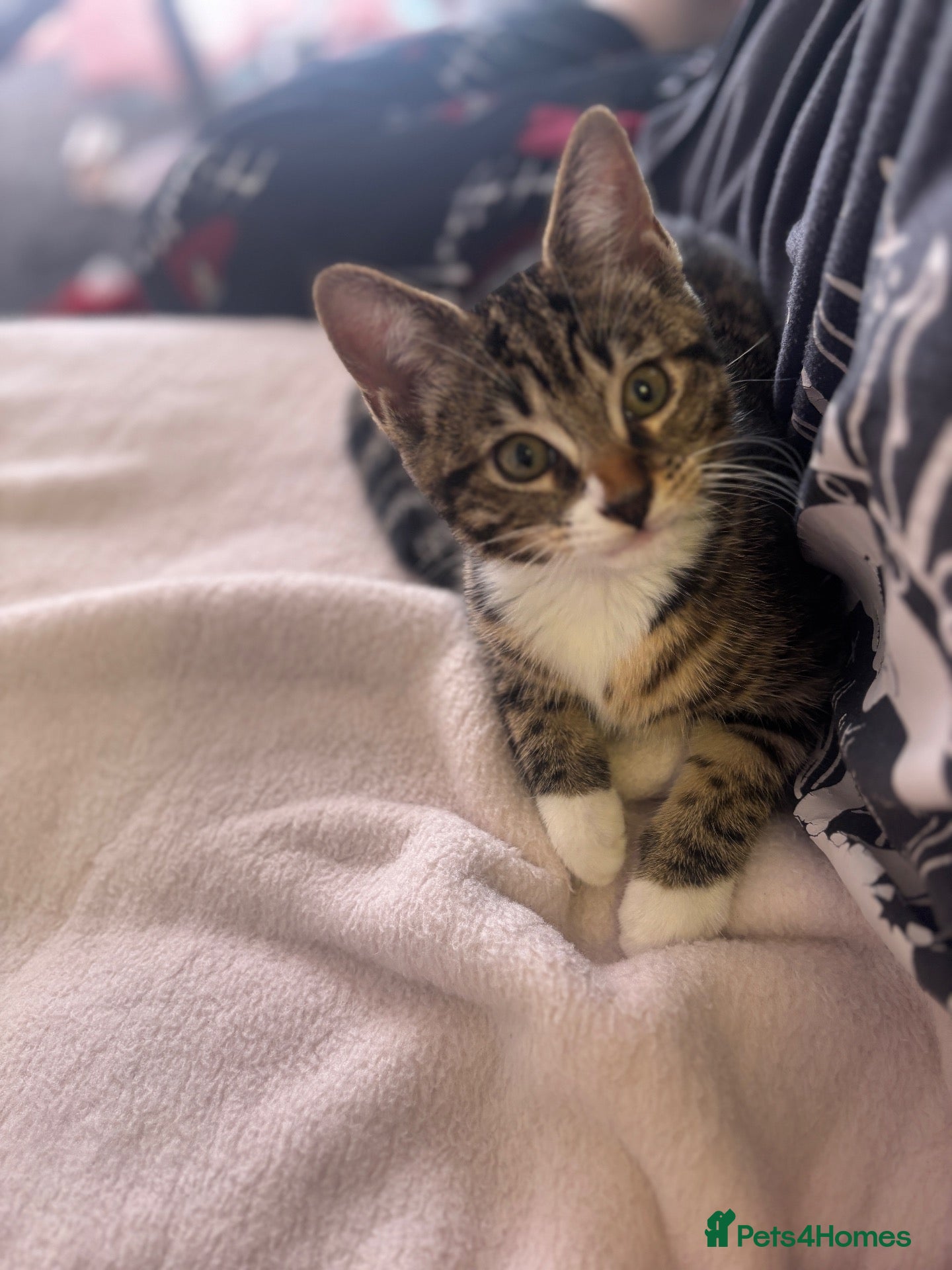 Mixed Breed cats Little bengal mix girl  - Advert 3