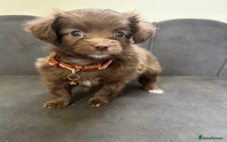 Chipoo dogs for sale: Stunning Chipoo Pups DNA Health Tested - Image 27