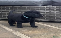 Labrador Retriever dogs for sale: KC Registered working Labrador puppies - Image 28