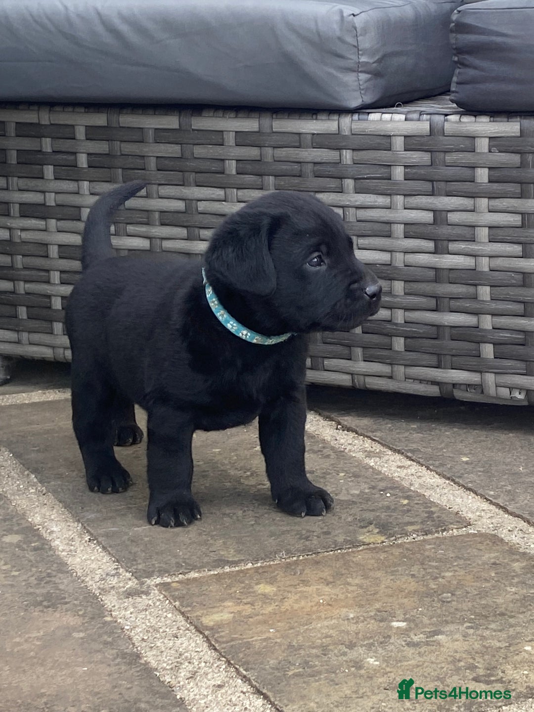 Labrador Retriever dogs for sale: KC Registered working Labrador puppies - Image 28