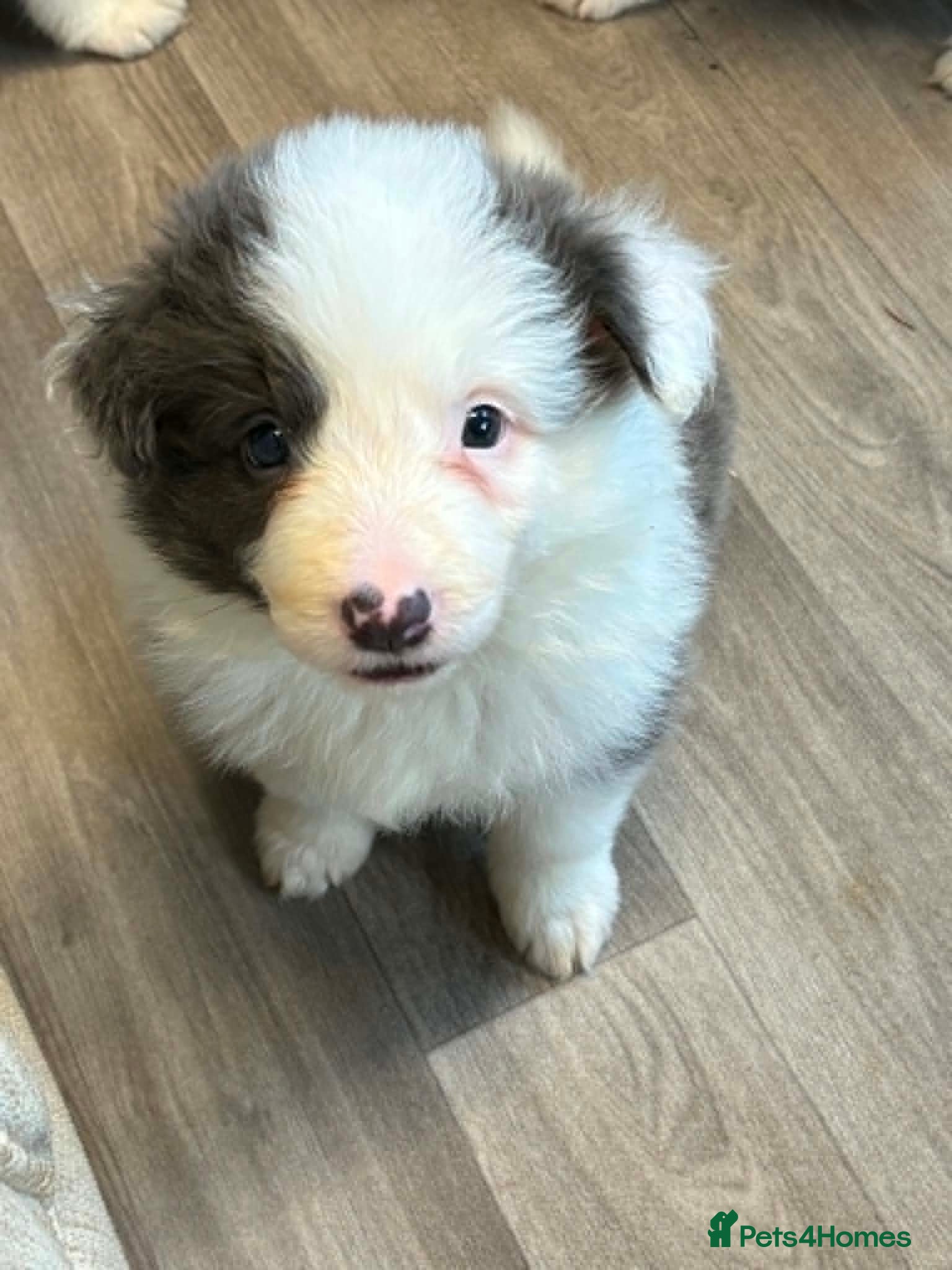Border Collie dogs Outstanding Border Collie Puppies - Advert 2